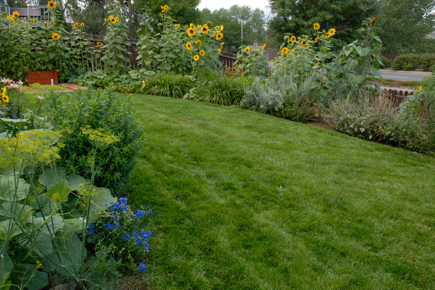 Terraced Turf Backyard
